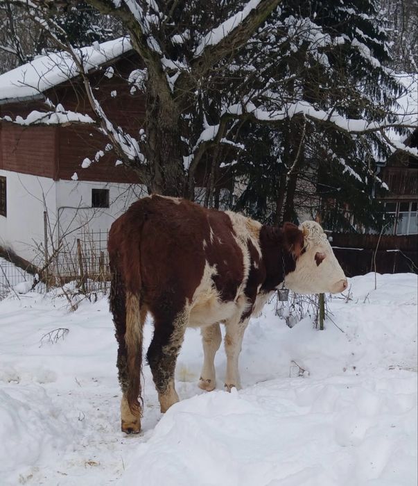 Juninca / Varsta 1 an si 8 luni / Baltata Romaneasca