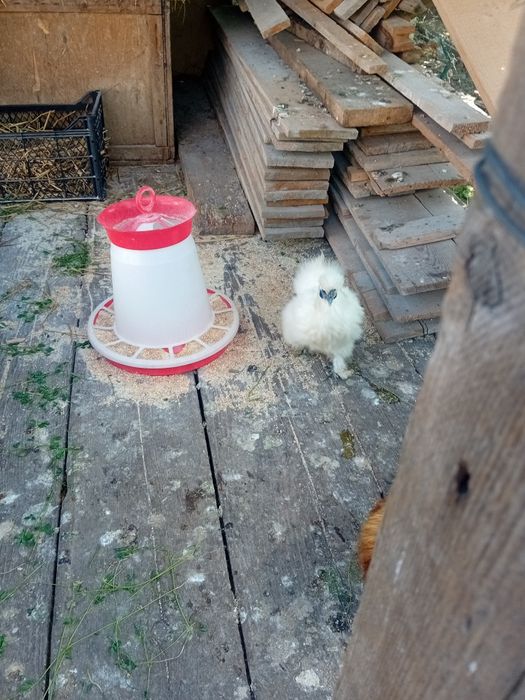 Vând cocos si gaina matasea japoneza