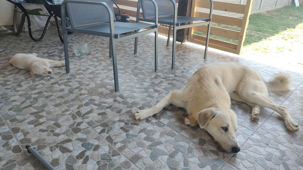 Dau spre adoptie