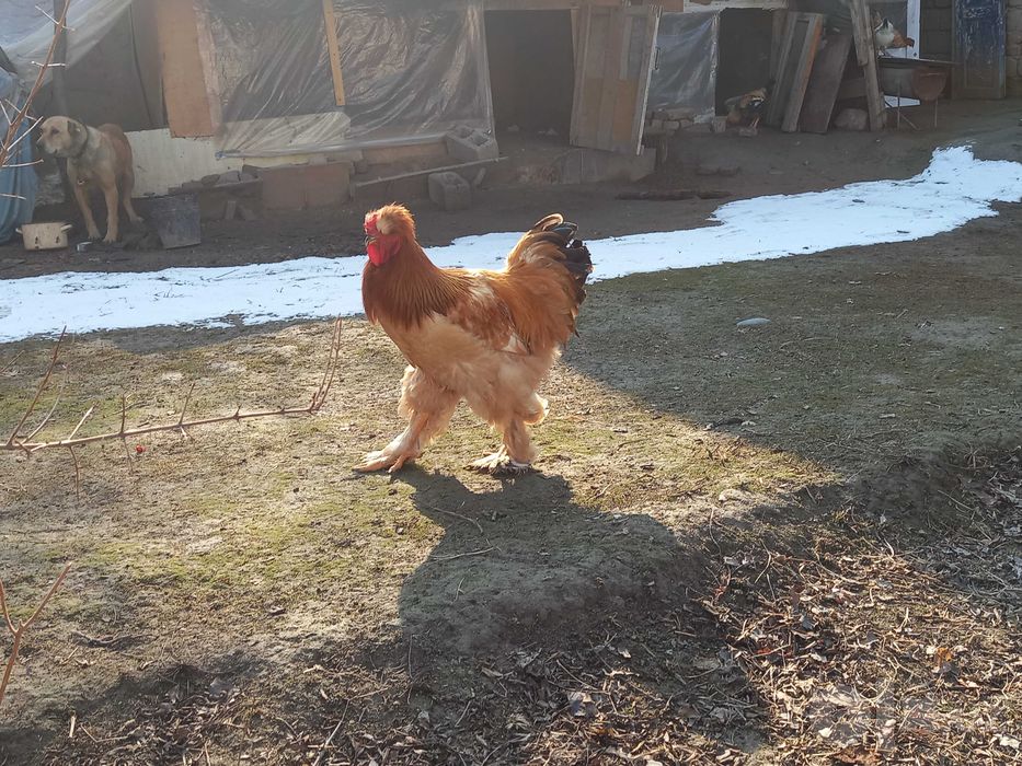 Brama xurozlar sotiladi toza