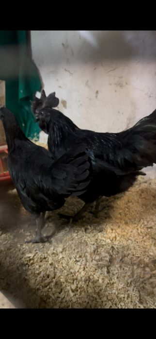 Черные куры для лечения