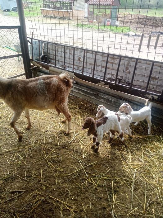 Коза с козлятами