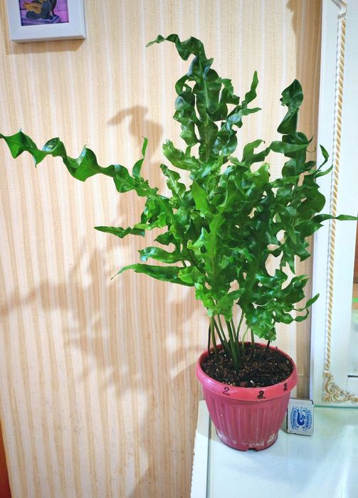 Папоротник Микросорум сколопендровый (Microsorum Scolopendrium) Gre