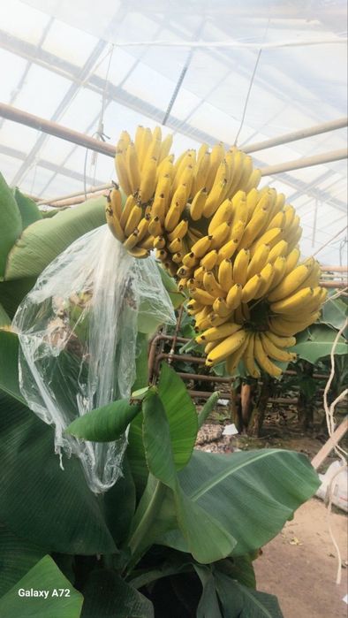 Banan ko’chat karalevskiy