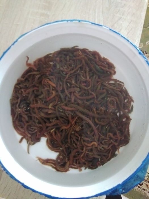 Морские Крупные Черви