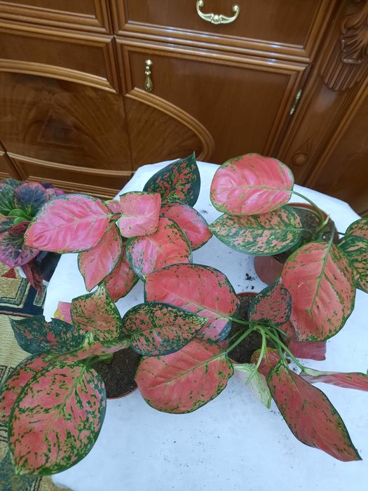 Продам цветы Аглаонемы