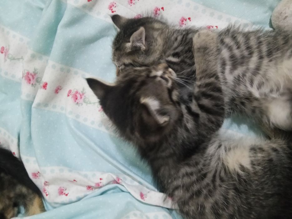 Кошки бесплатно мальчики
