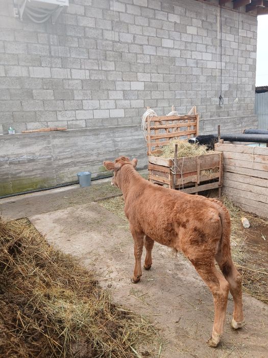 Продам доиную коров. С теленком