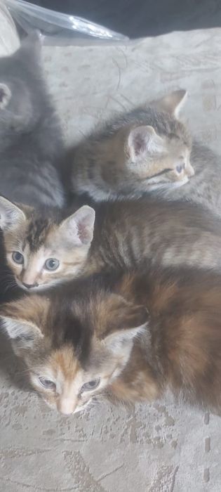 Котята от шотландской кошки