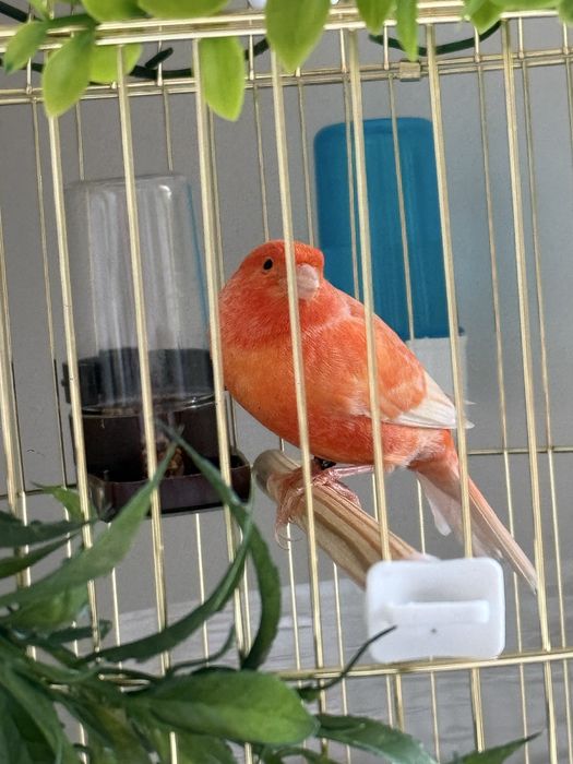 Канарейка ( турецкий )