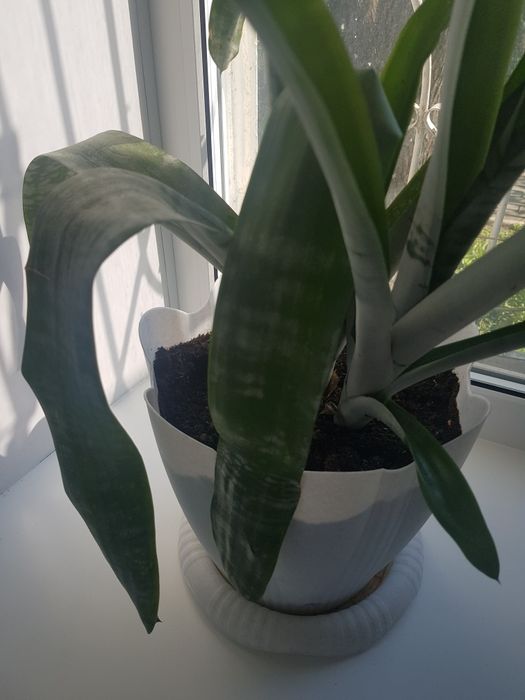 Коллекция комнатных цветов