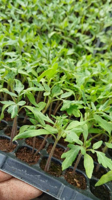 Разсад домати, краставици, Дини, Пъпеши, Пипер, зеле и др.
