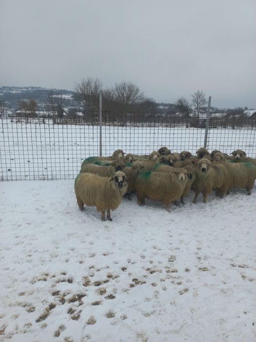 Oi îngrijite de vânzare
