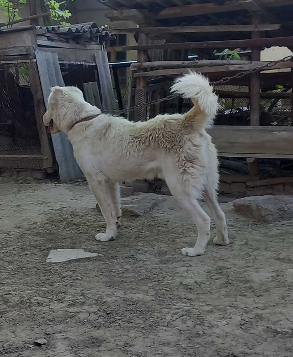 Алабай казахский 8 ойлик