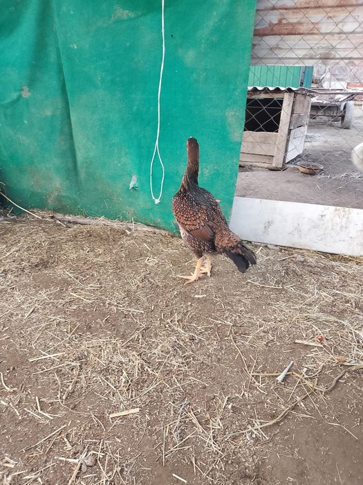 Продам даканку .