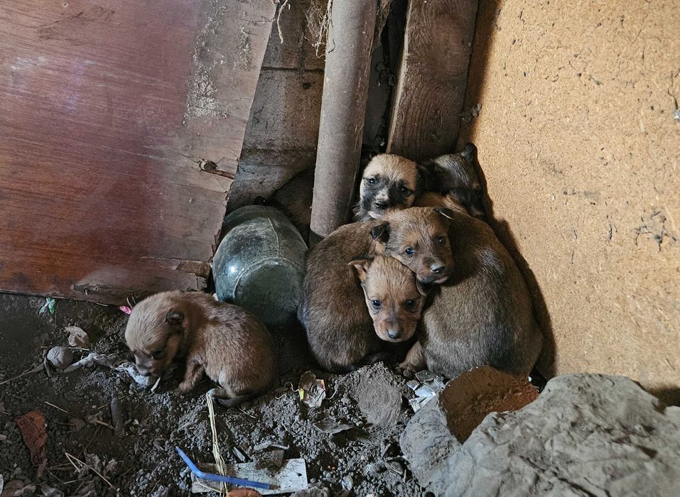 Щенята в опасности, срочно ищут дом