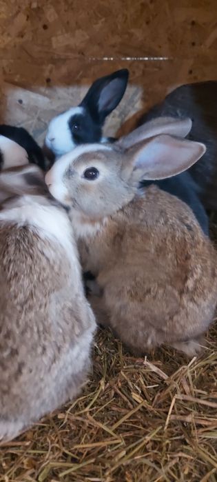 Iepuri hycole disponibili