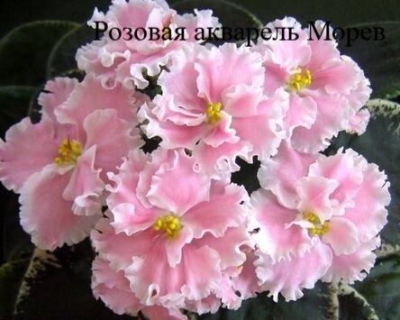 Продам сортовые фиалки