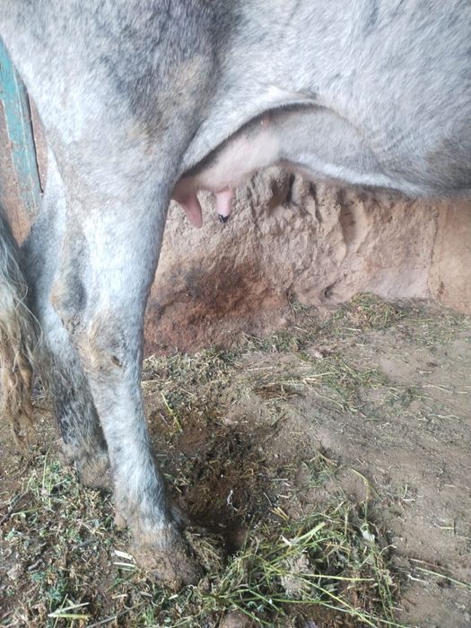 Сүтті Бұзаулы Сиыр