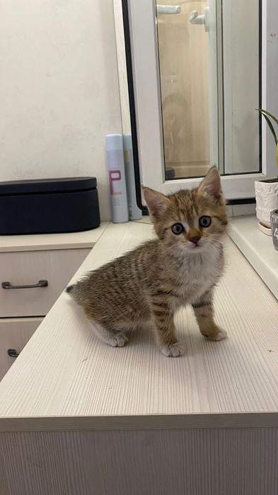 Котята веселые игривые