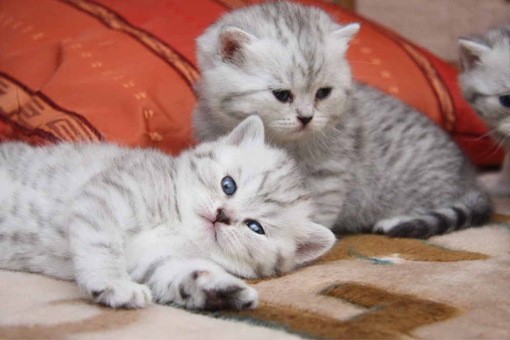 Продам шотландских котят