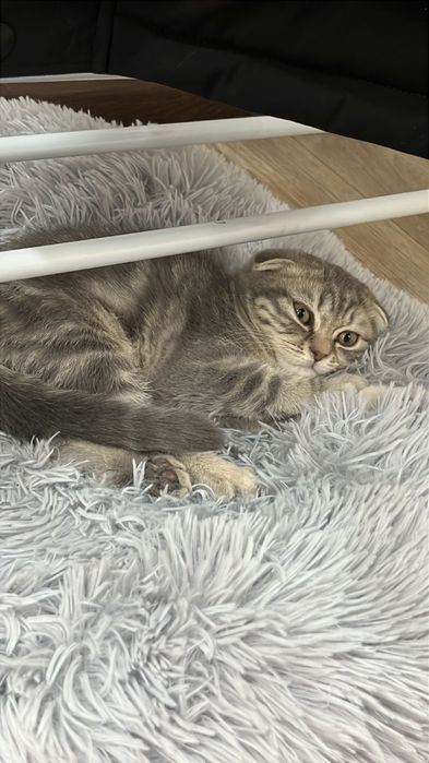 Шотландская вислоухая котешка