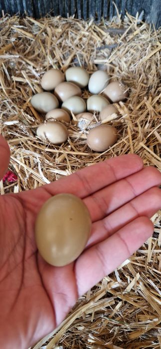vand oua pentru incubat " fazan comun"