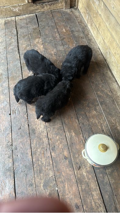 Щенки немецкой овчарки