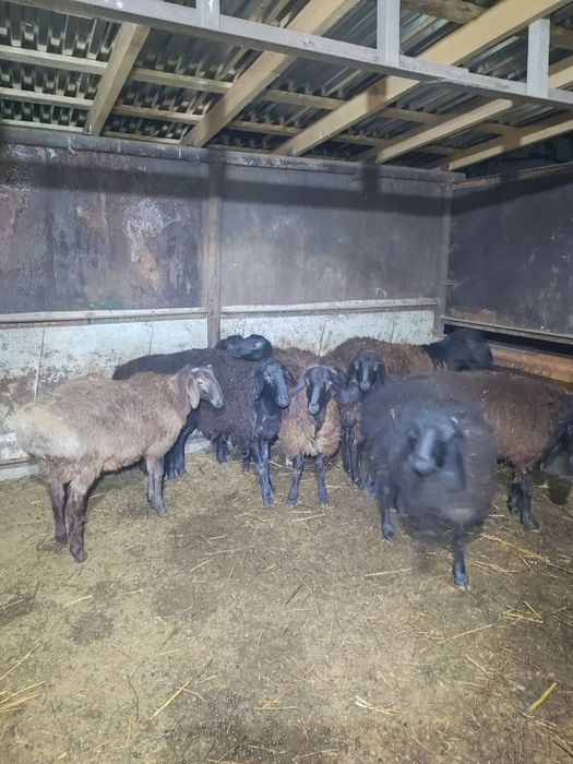 Бараны молодые домашние