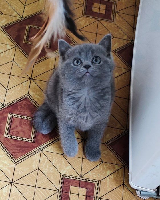 britanski mushukchalar