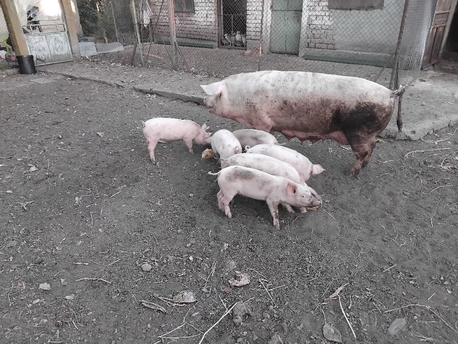 Продавам 6 броя  малки прасенца