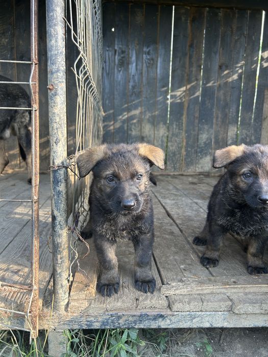 Catei ciobanesc german