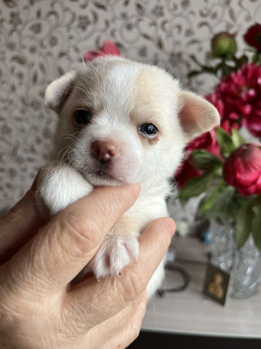 Щенки чихуахуа разного окраса