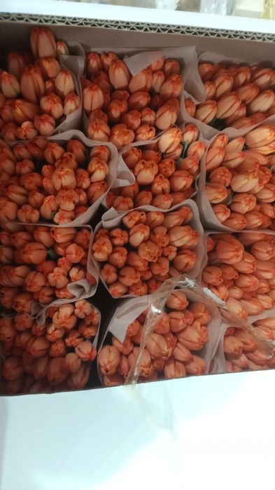 Продам тюльпаны свежие