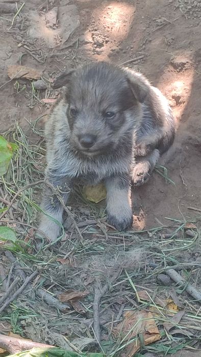 Отдам щенков в хорошие руки