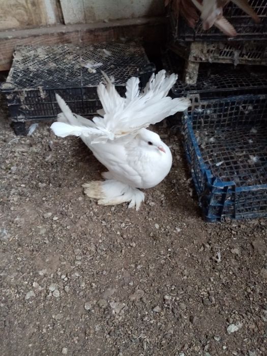 De vânzare porumbei voltati indieni