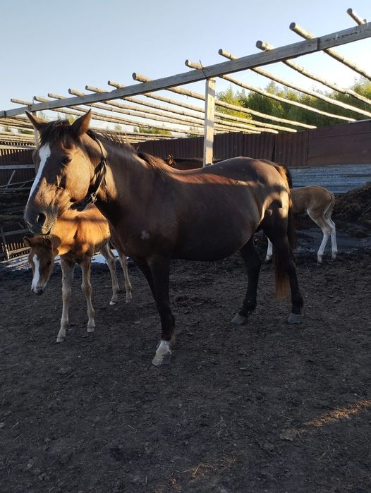 Продам  лошадей.