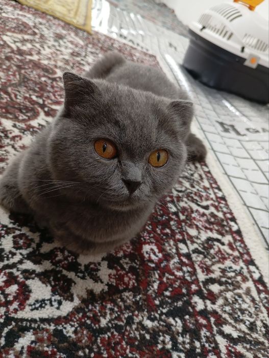 Британская веслоушка кошка