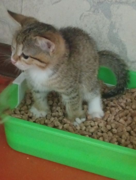 Сап сары сатылады