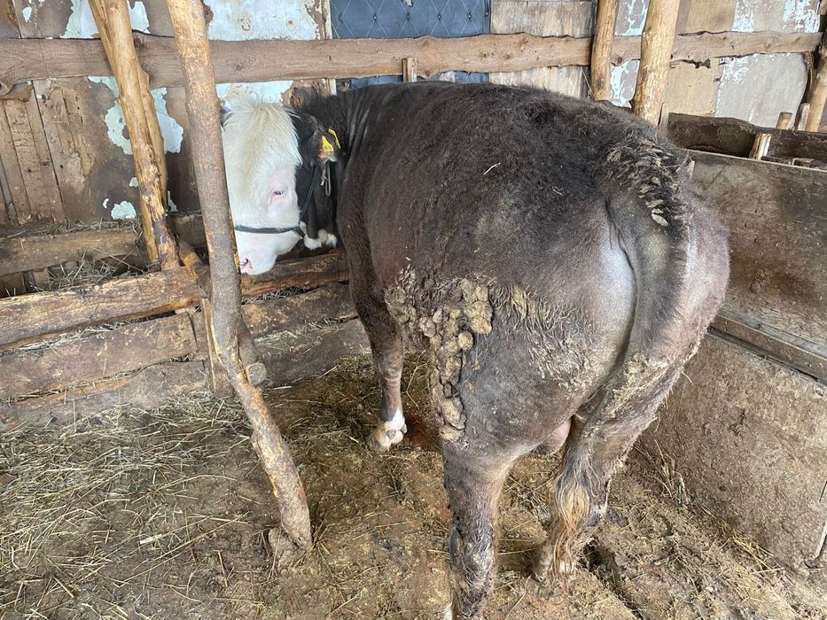 Продам бычков подсосных