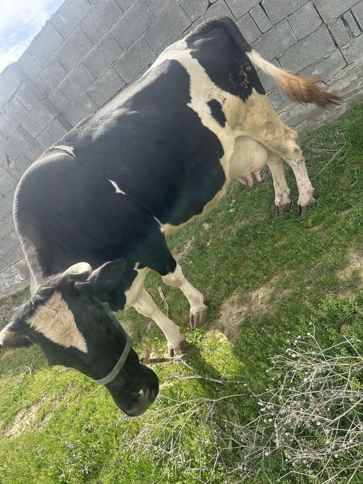 Гольштин черный пестер