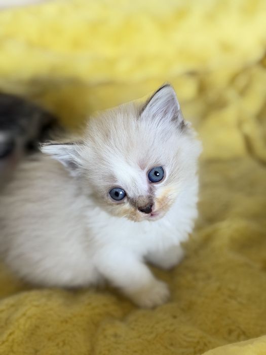 Срочно!!! Отдам котят бесплатно!!!