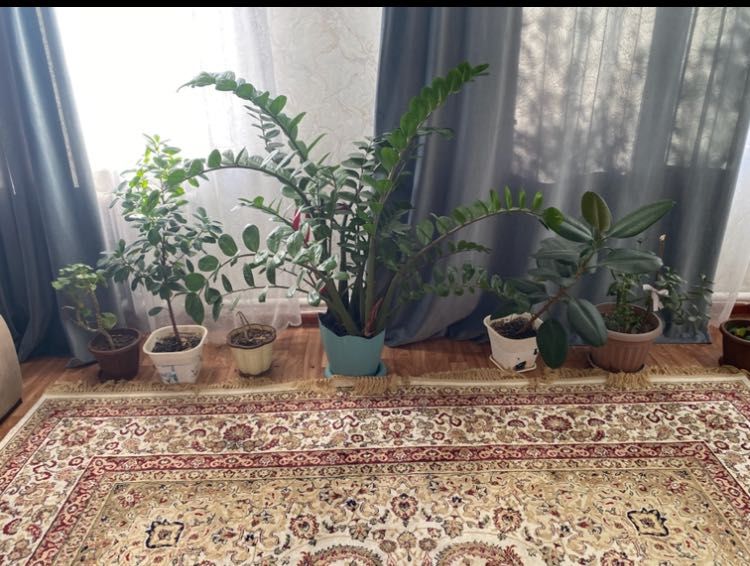 Цветы домашний продам