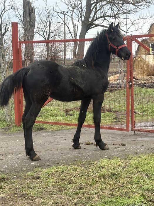 De vanzare manz friz