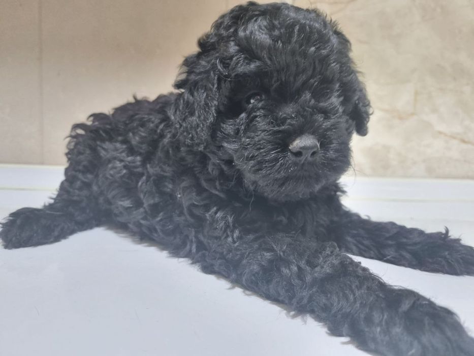 Милые шетки  пулеля.