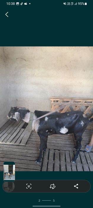 Теке    сатылады
