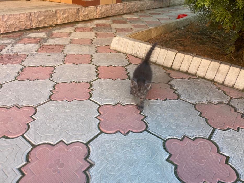 Отдам котят в хорошие руки