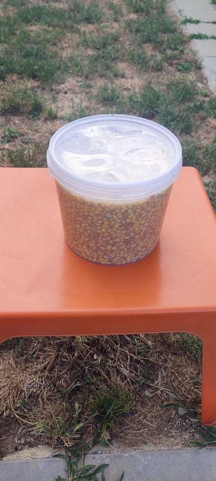 Porumb fermentat pentru pescuit , "împuțit". Natural 100% fara aditivi