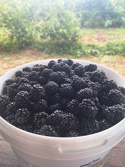 Plantația de Mure Bio Gârbou