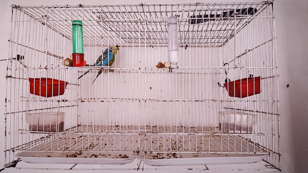 Попугай продаются пара один чек один в августе чех самец самка волнист